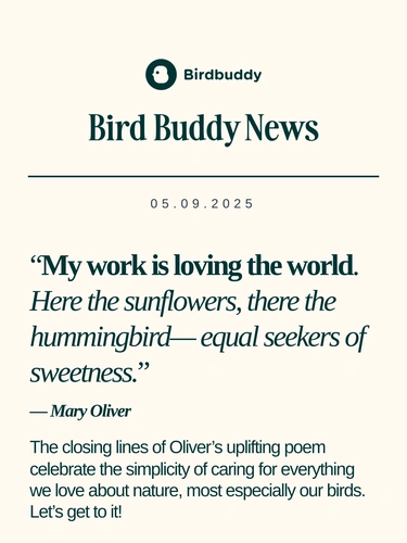 My Bird Buddy Newsletter