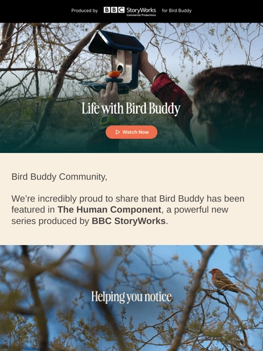 My Bird Buddy Newsletter
