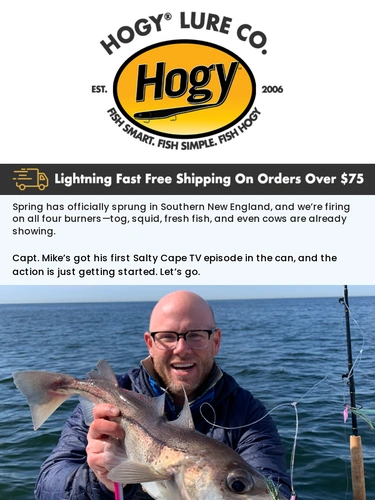 Hogylures Newsletter