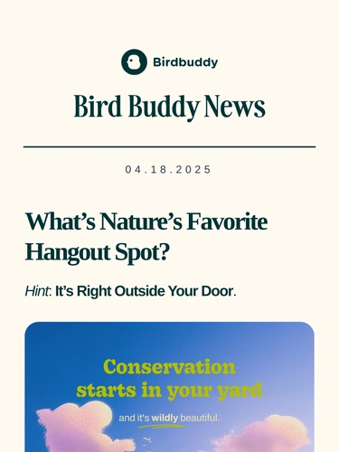 My Bird Buddy Newsletter