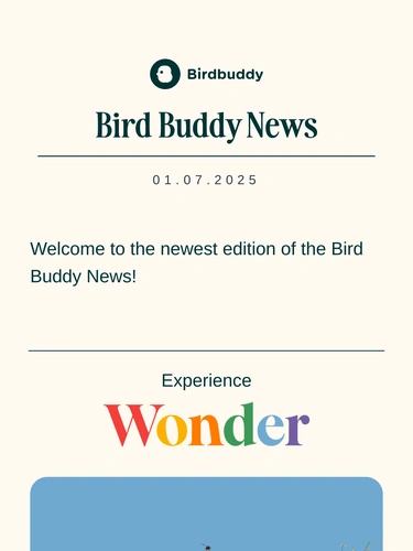 My Bird Buddy Newsletter