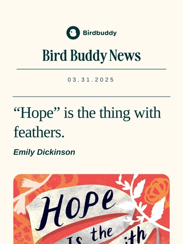 My Bird Buddy Newsletter