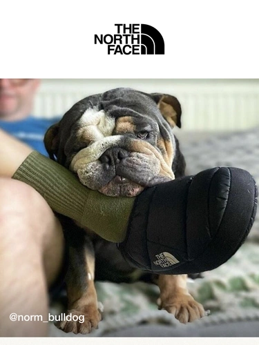 The North Face Newsletter